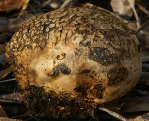 Pisolithis